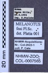 Etiketten zu Melanotus feai (NHMW-ZOO-COL-0007565)